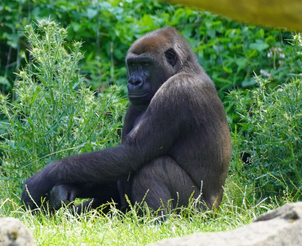 Gorilla Tara ist neu im Allwetterzoo Münster. Das Weibchen soll künftig zur Erhaltung der bedrohten Art beitragen.