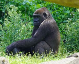 Gorilla Tara ist neu im Allwetterzoo Münster. Das Weibchen soll künftig zur Erhaltung der bedrohten Art beitragen.