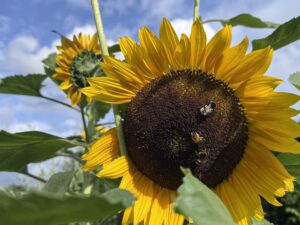 Wetter in Münster: Erst Schauer, dann bis zu 37 Grad