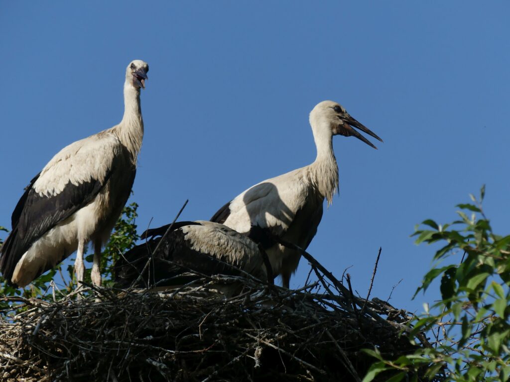 Im Allwetterzoo Münster wurden 114 junge Weißstörche gezählt. Ein besonders alter Storch sorgt zusätzlich für Aufsehen.