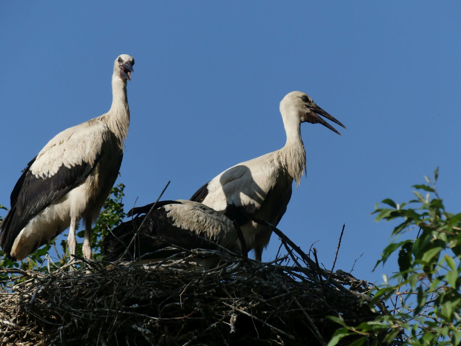 Im Allwetterzoo Münster wurden 114 junge Weißstörche gezählt. Ein besonders alter Storch sorgt zusätzlich für Aufsehen.