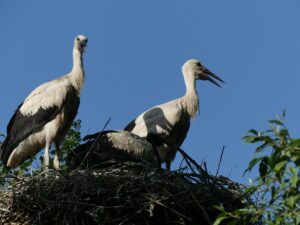 Im Allwetterzoo Münster wurden 114 junge Weißstörche gezählt. Ein besonders alter Storch sorgt zusätzlich für Aufsehen.