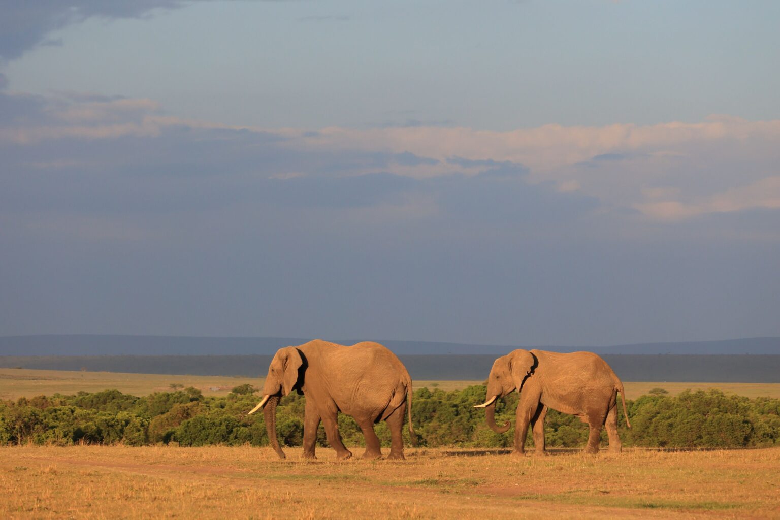 Elefanten in Kenia: 15 Todesfälle