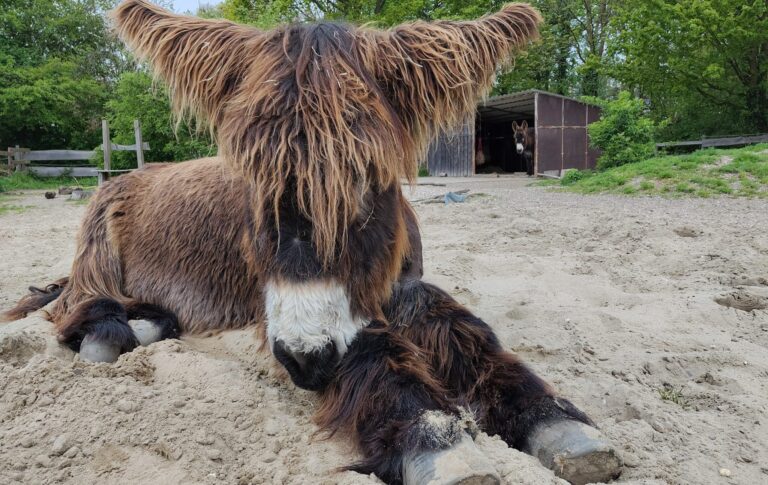 Poitou-Esel Freddy aus Münster ist gestorben. Das Institut für Theologische Zoologie sucht nun einen neuen Partner für Fridolin.