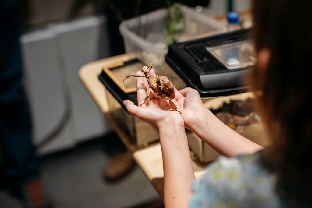 Die Lange Nacht der Insekten lockt am 21. August ins LWL-Museum Münster – mit Science Slam, Aktionen und Planetarium.