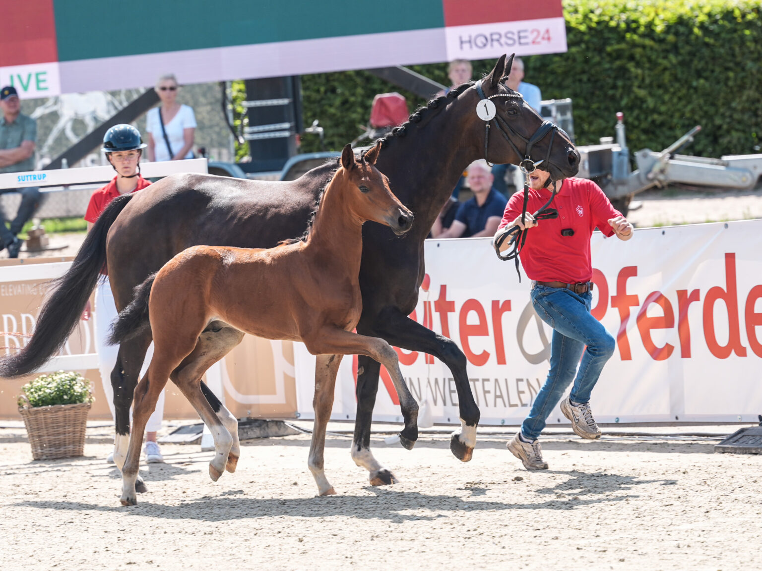 Bei der Fohlenauktion in Münster-Handorf wurden Spitzenpreise von bis zu 80.000 Euro erzielt.