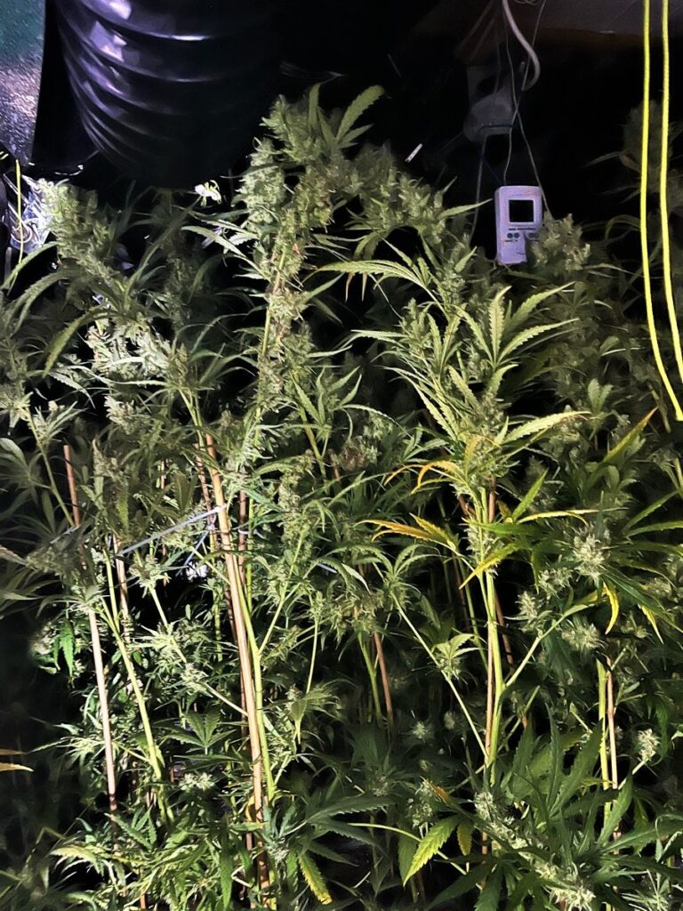 Bei einer Cannabisplantage in Gronau stellt die Polizei knapp 1.000 Pflanzen sicher. Zwei Männer wurden festgenommen.