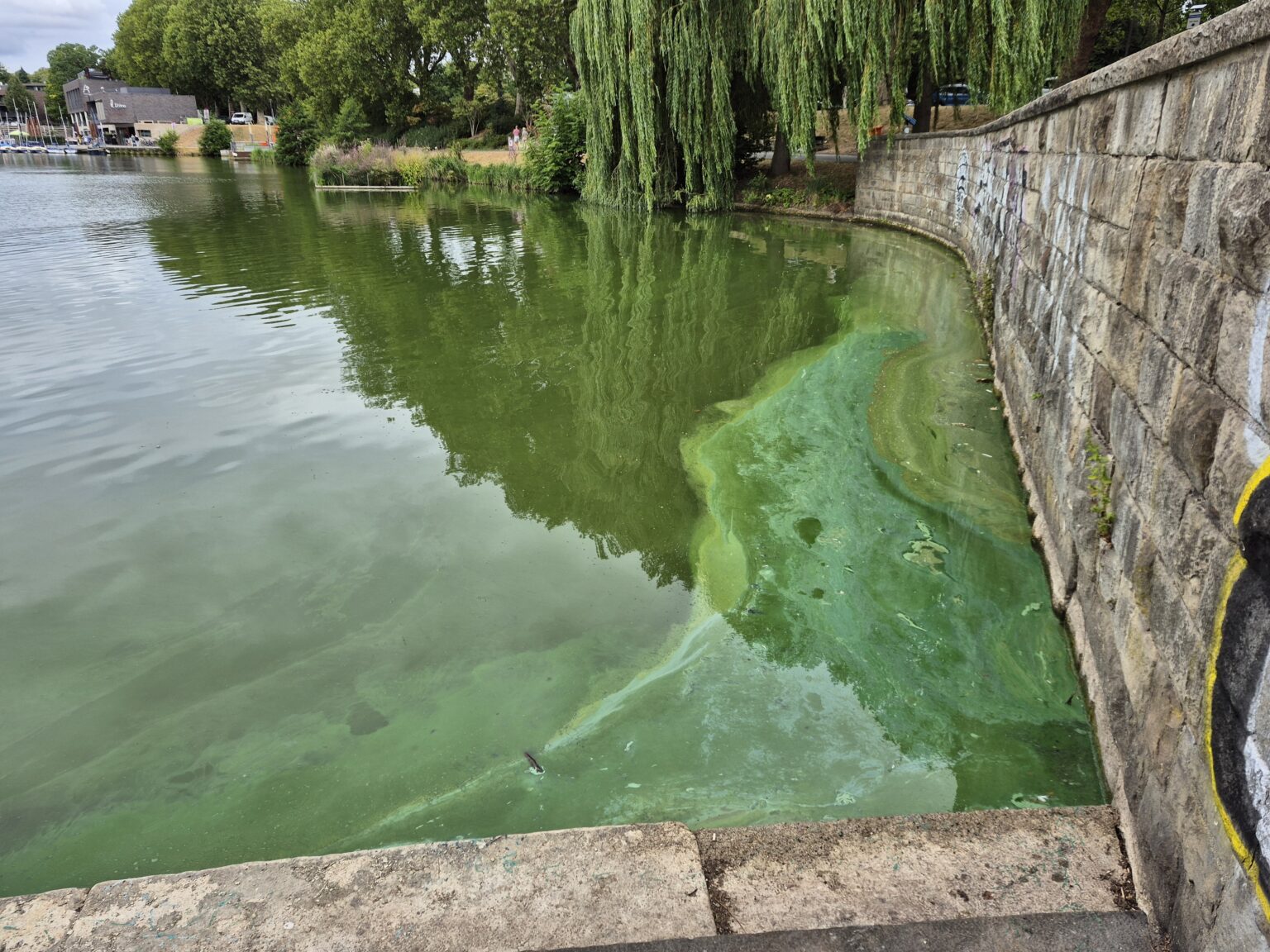 Blaualgen im Aasee Münster: Die Stadt warnt vor Wasserkontakt. Auch Hunde sollen derzeit nicht ins Wasser.