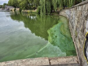 Blaualgen im Aasee Münster: Die Stadt warnt vor Wasserkontakt. Auch Hunde sollen derzeit nicht ins Wasser.