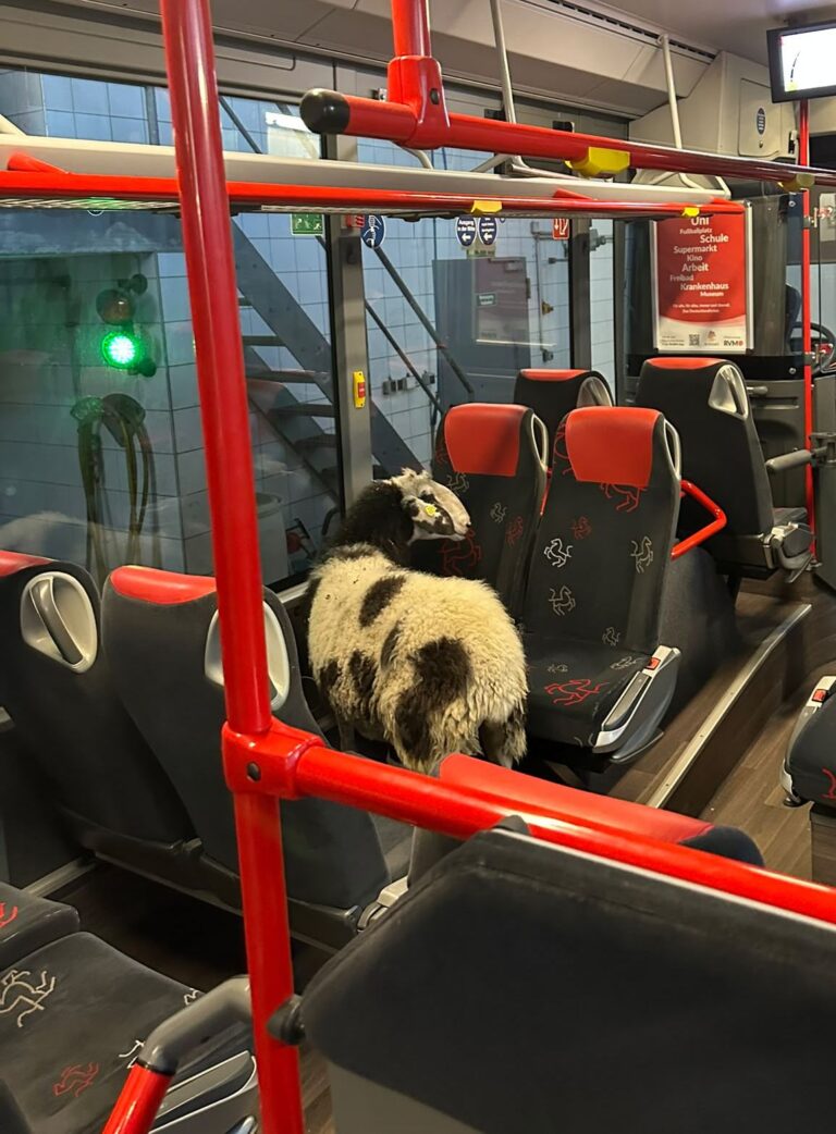 Ungewöhnlicher Fahrgast in Lüdinghausen: Schaf steigt in Bus