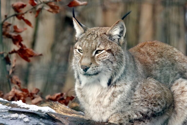 Ein Luchs ist aus dem Wildpark Granat in Haltern entkommen. Die Suche in der Hohen Mark läuft.