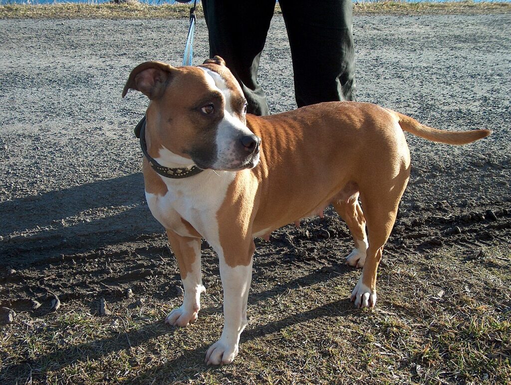 American Staffordshire