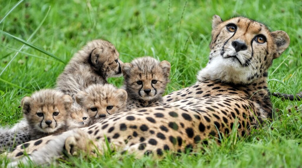 Weltkindertag im Allwetterzoo Münster mit Shows, Musik und kostenlosem Eintritt für Jahreskarten-Besitzer.