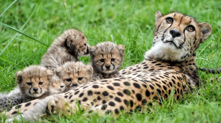 Weltkindertag im Allwetterzoo Münster mit Shows, Musik und kostenlosem Eintritt für Jahreskarten-Besitzer.