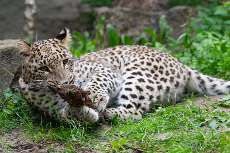 Der Allwetterzoo Münster betreibt Deutschlands einzige Zoo-Spermien-Biobank. Tierärztin Imke Wiemann erhält dafür einen Preis.