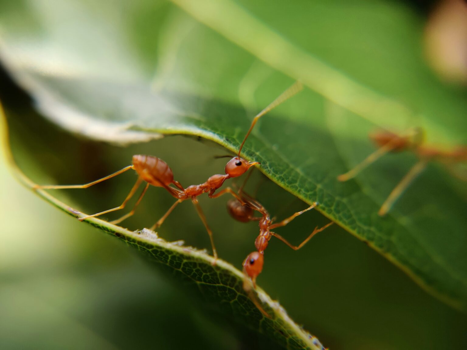 Münster: Springende Gene als Motor der Ameisen-Evolution