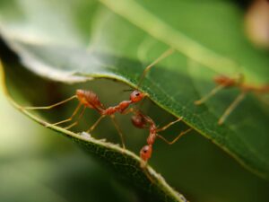 Münster: Springende Gene als Motor der Ameisen-Evolution