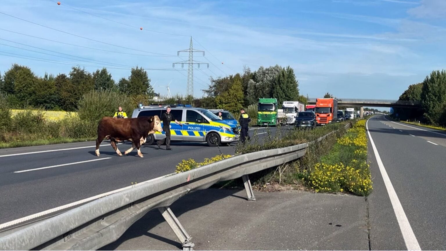 Ein Bulle sorgt auf der A31 bei Heek für eine Vollsperrung und kilometerlange Staus. Ein Tierarzt muss das Tier mit einem Blasrohr betäuben.