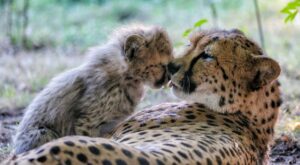 Der Allwetterzoo Münster bietet in den Herbstferien 2026 günstige Rabatte für Familien, Senioren und Paare.