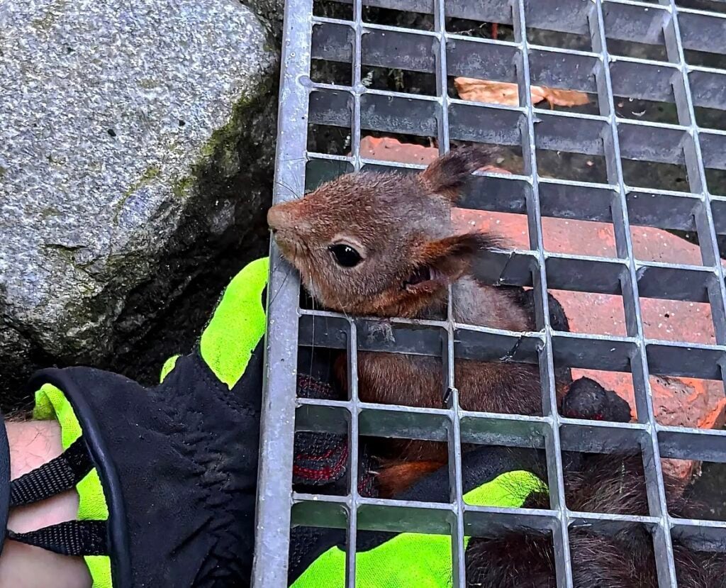 Ein Eichhörnchen steckt in Sassenberg mit dem Kopf in einem Gitter fest. Die Feuerwehr befreit das Tier mit Spezialwerkzeug.